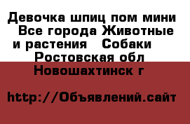 Девочка шпиц пом мини - Все города Животные и растения » Собаки   . Ростовская обл.,Новошахтинск г.